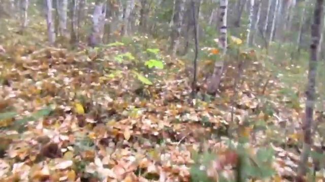 Собираем ягоды на болоте, Мэри гуляет, Клюква ??? смотреть онлайн