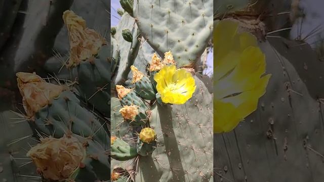 Сад кактусов с желтыми цветами смотреть онлайн