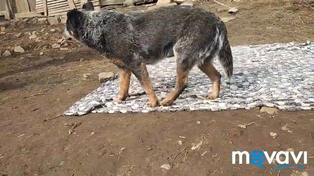Ит.бракк2 .2,5 мес смотреть онлайн