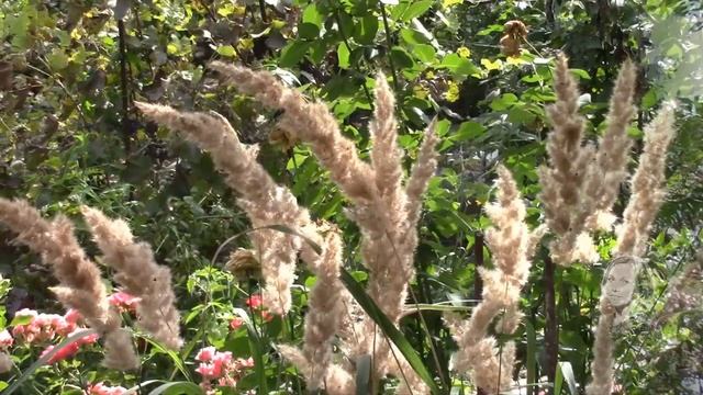 САД, НАСТОЯЩИЙ РЕЛАКС! смотреть онлайн