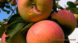 Яблоня обыкновенная Аромат Уктуса (malus) ? обзор: как сажать, саженцы яблони Аромат Уктуса