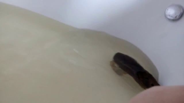 Морская свинья плавает смотреть онлайн