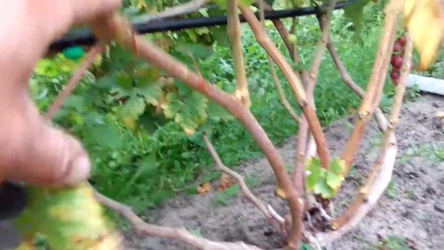 Виноград Памяті Буйненко Висока Піч Житомирщина як є. смотреть онлайн