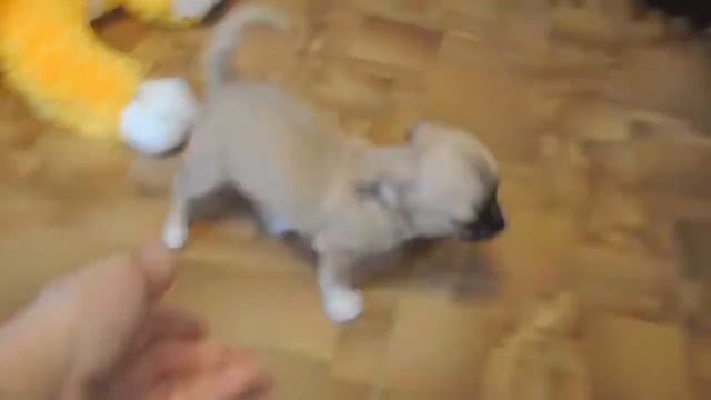 Щенки чихуахуа 2,5 мес смотреть онлайн