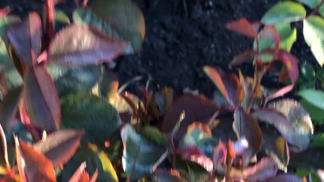 Возвратные заморозки! Как спасти розы? смотреть онлайн