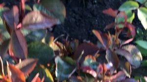 Возвратные заморозки!  Как спасти розы?