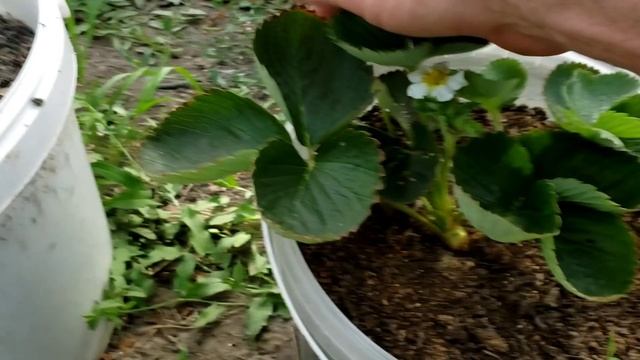 Сорт клубники Маригет и Муся смотреть онлайн