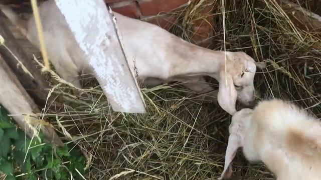 Лошадь зашла в узкий козовник и не может развернуться. Новости из деревни смотреть онлайн