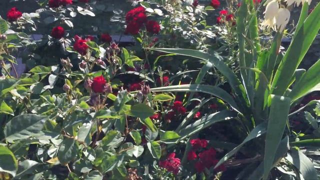 Спрей розы и Юкка нитчатая, цветение 22 июня 2018 смотреть онлайн