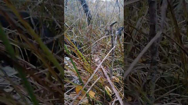 В ЛЕСУ ГУЛЯЮТ СОБАЧКИ ТАКСЫ ТУЗИК И БАКСИК смотреть онлайн