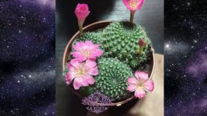 Кактус Ребуция Виолацифлора (Rebutia Violaciflora)