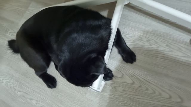 Мопс мило лает во сне ? смотреть онлайн