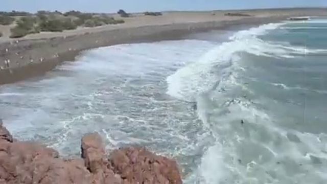 Punto Tombo penguins смотреть онлайн