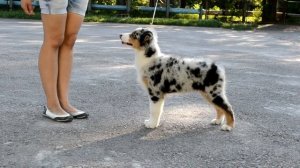 Хендлинг австралийской овчарки