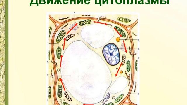 Движение цитоплазмы смотреть онлайн