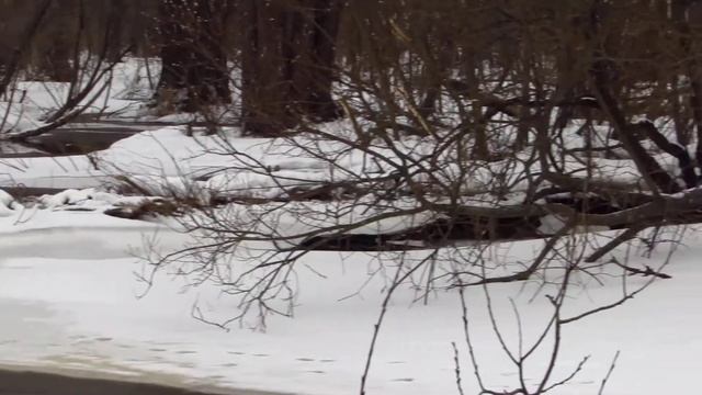 Плотина бобров. СПб. Юнтоловка. 14.03.2019 смотреть онлайн