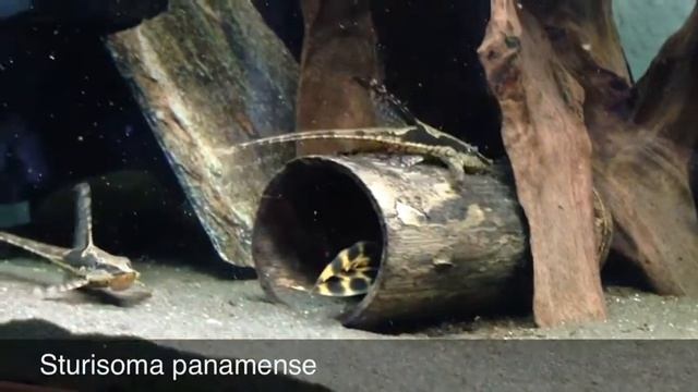 Sturisoma panamense, Royal Whiptail Catfish смотреть онлайн