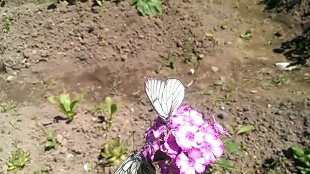 Бабочки - капустницы (slow). смотреть онлайн
