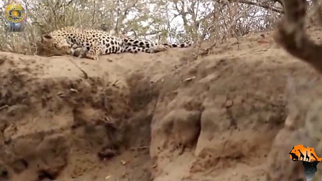 مرعب..اللبؤة تهجم على الفهد فوق الجذع لسرقة الفريسة لكن ما حصل لم يكن متوقعا