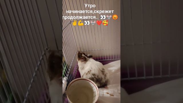 Наш любимый хомячок-ЕВА(девочка,сирийский 🐭)Она ночью не спит!🥴😡👀🐭🥰👪🤘 смотреть онлайн