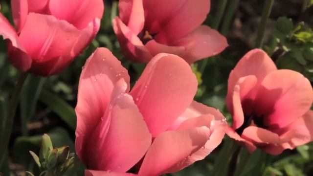 29 апреля - День чуда. Примите благословение от Вселенной | Лунный Календарь смотреть онлайн