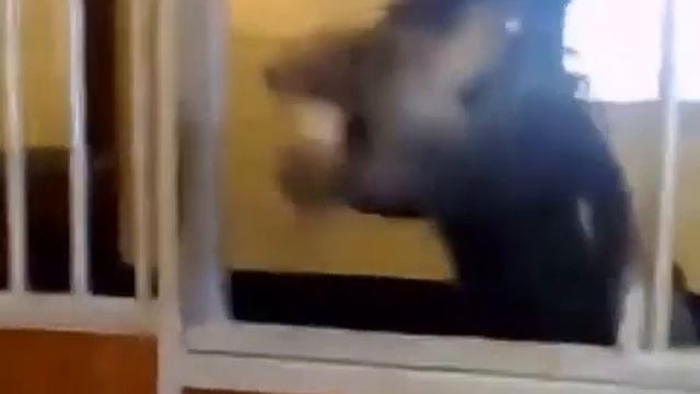 Конь губошлеп смотреть онлайн