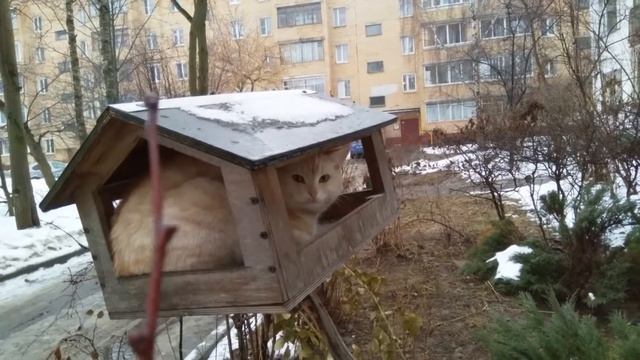 Кот в скворечнике смотреть онлайн