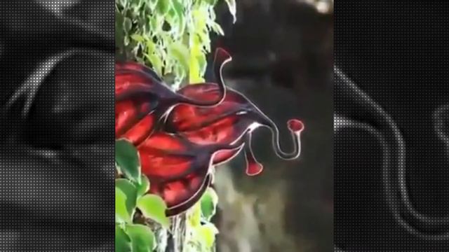 Это лекарственное растение . This is a medicinal plant смотреть онлайн