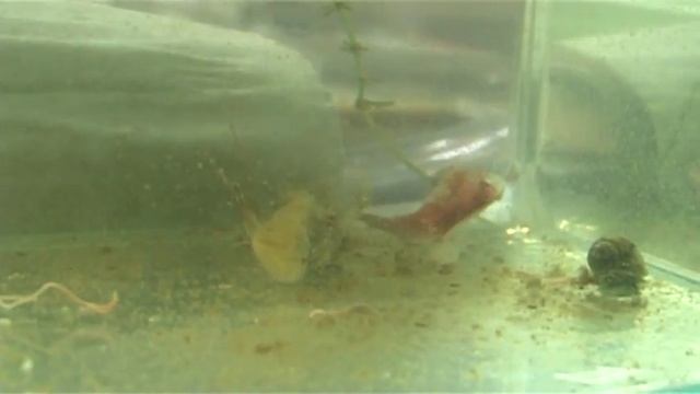 Triops longicaudatus (линька щитня) смотреть онлайн