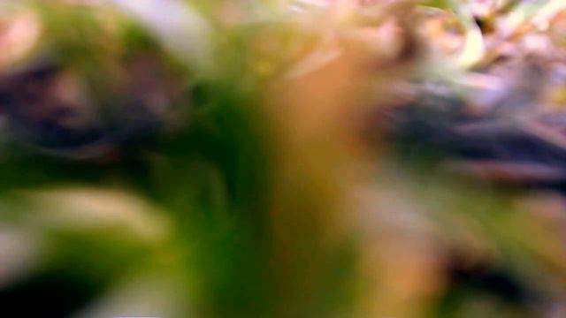 квадрокоптер Новоросс смотреть онлайн