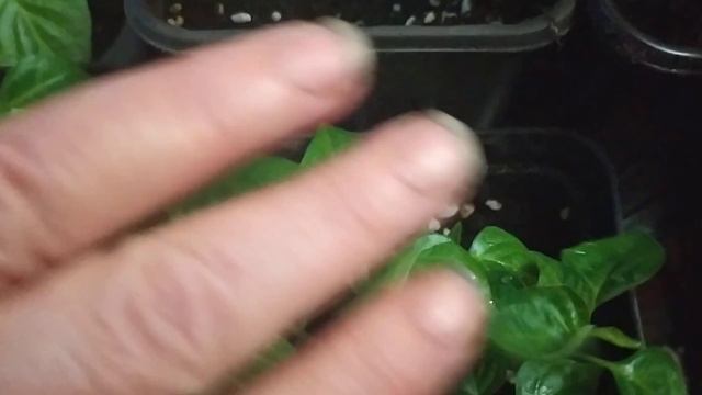 Сеять перец острый в индивидуальные ёмкости или с последующим пикированием - выбор смотреть онлайн