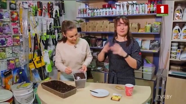 Сеем семена лука Эксибишен с передачей Дача смотреть онлайн