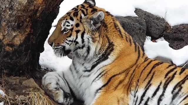 ТИГРИЦА ТАЙГА. Февраль 2021 г. смотреть онлайн