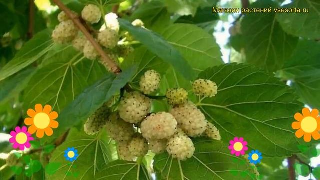 Шелковица белая Пендула. Краткий обзор, описание характеристик morus alba Pendula смотреть онлайн