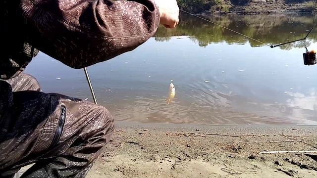 Рыбалка на фидер и на живца с отвадным повадком. смотреть онлайн