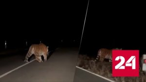 Огромный тигр вышел на дорогу в Приморье - Россия 24