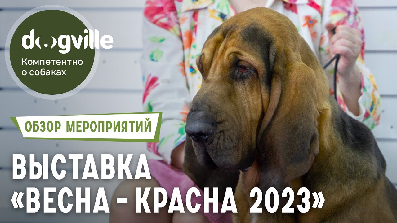 Выставка собак «Весна-красна 2023» – Обзор на выставку РКФ смотреть онлайн