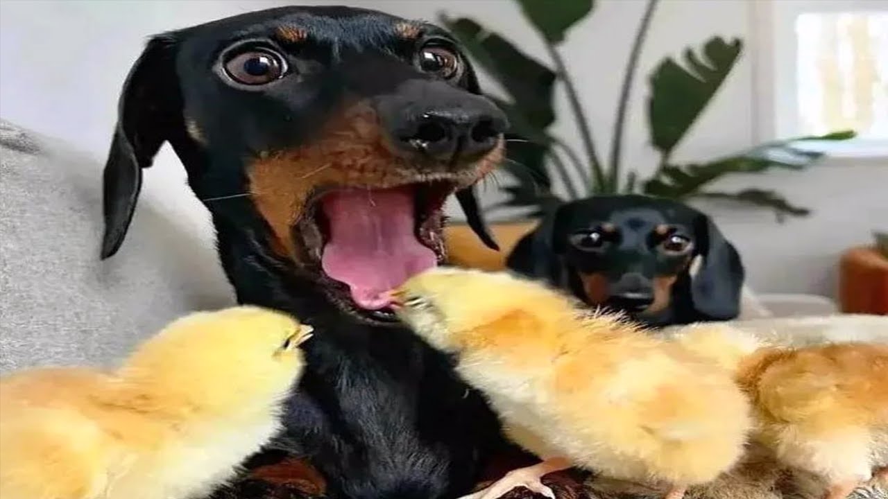 Приколы с животными смешно до слез / Смешные кошки и другие животные