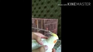 Купили попугая на день рождения