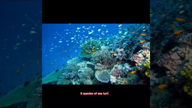 The Great Barrier Reef in Australia can be seen from outer space смотреть онлайн