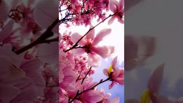 florence et les magnolia billy jeelly photo de popi смотреть онлайн