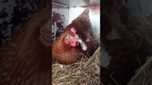 ЛЮБИМЫЙ ХУТОРОК | ЖИЗНЬ В ДЕРЕВНЕ | ЗИМА В ДЕРЕВНЕ #жизньвдеревне #shorts #хутор