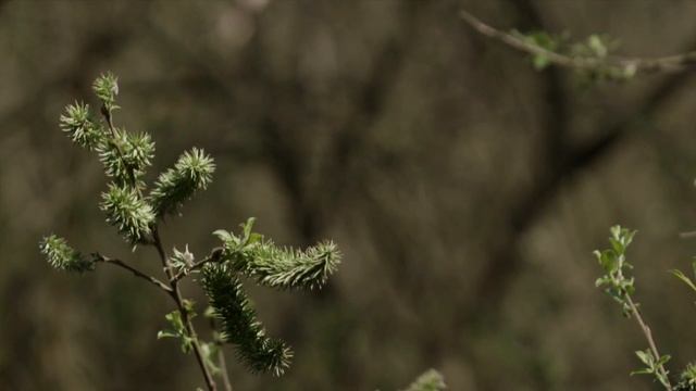 Goat Willow / Great Sallow (Salix caprea) - end of season close up смотреть онлайн