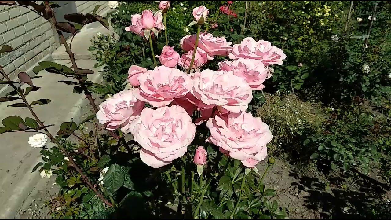 Розы. После дождя и града Начало второго цветения роз. #1 смотреть онлайн