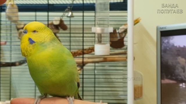 Любимое занятие волнистика Риччи ? смотреть онлайн