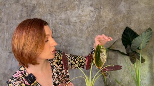 Обзор коллекции | Алоказии | 1 часть