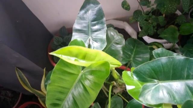 Philodendron Burle Marx Plant Care Tips And Propagation смотреть онлайн