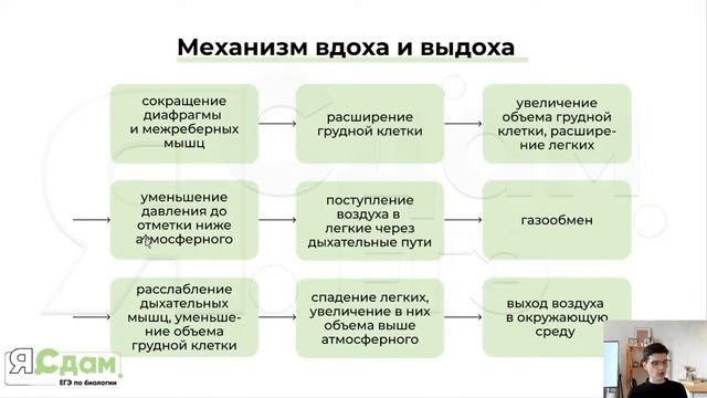 5. Дыхательная система