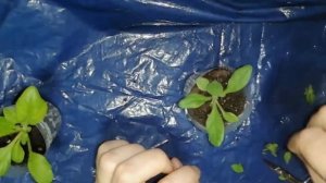 Как и когда прищипывать петунию. Неделя после пикировки петунии.