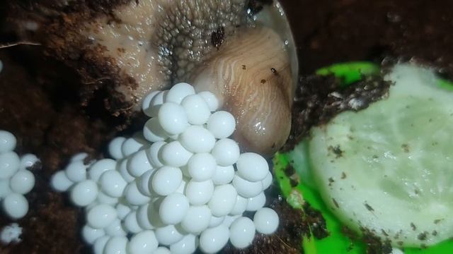 Улитка откладывает яйца. смотреть онлайн